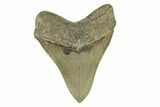 Serrated, Fossil Megalodon Tooth - North Carolina #271233-2